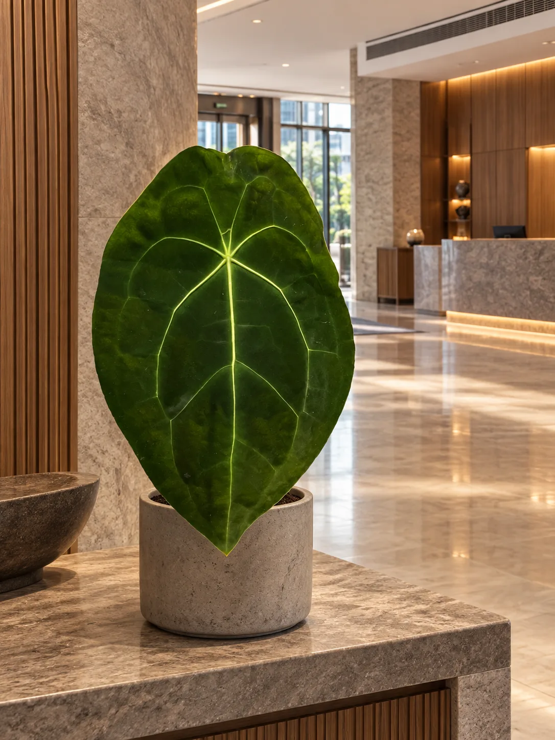 Anthurium forgetii 大型植物擺放於香港精品酒店大堂室內空間的情境示意圖 / Anthurium forgetii large indoor plant styled in a Hong Kong boutique hotel lobby interior