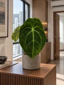 Anthurium forgetii 大型植物擺放於香港辦公室室內空間的情境示意圖 / Anthurium forgetii large indoor plant styled in a Hong Kong office interior