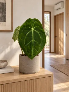 Anthurium forgetii 大型植物擺放於日式家居室內空間的情境示意圖 / Anthurium forgetii large indoor plant styled in a Japanese home interior