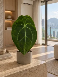 Anthurium forgetii 大型植物擺放於半山輕奢家居室內空間的情境示意圖 / Anthurium forgetii large indoor plant styled in a Mid-Levels quiet-luxury home interior