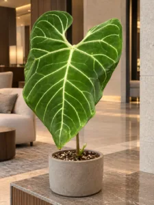 Anthurium regale 大型植物擺放於香港精品酒店大堂室內空間的情境示意圖 / Anthurium regale large indoor plant styled in a Hong Kong boutique hotel lobby interior