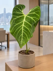 Anthurium regale 大型植物擺放於香港辦公室室內空間的情境示意圖 / Anthurium regale large indoor plant styled in a Hong Kong office interior