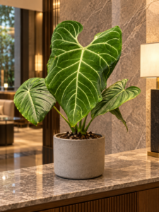 Anthurium regale 大型植物擺放於香港精品酒店大堂室內空間的情境示意圖 / Anthurium regale large indoor plant styled in a Hong Kong boutique hotel lobby interior