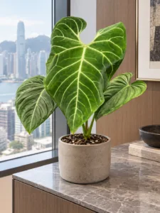 Anthurium regale 大型植物擺放於香港辦公室室內空間的情境示意圖 / Anthurium regale large indoor plant styled in a Hong Kong office interior