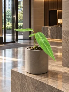 Anthurium warocqueanum 大型植物擺放於香港精品酒店大堂室內空間的情境示意圖 / Anthurium warocqueanum large indoor plant styled in a Hong Kong boutique hotel lobby interior