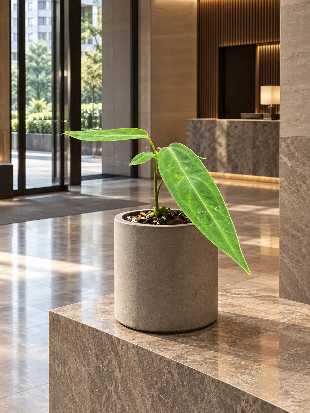 Anthurium warocqueanum | Plantjai Hong Kong