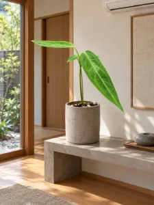Anthurium warocqueanum 大型植物擺放於日式家居室內空間的情境示意圖 / Anthurium warocqueanum large indoor plant styled in a Japanese home interior