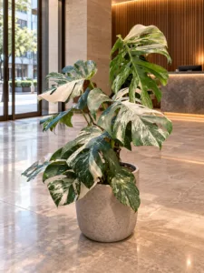 Monstera borsigiana albo variegata 大型植物擺放於香港精品酒店大堂室內空間的情境示意圖 / Monstera borsigiana albo variegata large indoor plant styled in a Hong Kong boutique hotel lobby interior