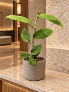 Monstera spruceana 大型植物擺放於香港精品酒店大堂室內空間的情境示意圖 / Monstera spruceana large indoor plant styled in a Hong Kong boutique hotel lobby interior