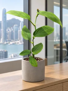 Monstera spruceana 大型植物擺放於香港辦公室室內空間的情境示意圖 / Monstera spruceana large indoor plant styled in a Hong Kong office interior