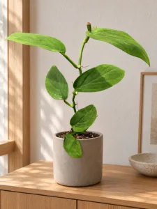 Monstera spruceana 大型植物擺放於日式家居室內空間的情境示意圖 / Monstera spruceana large indoor plant styled in a Japanese home interior