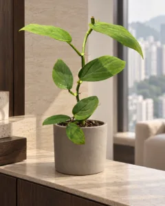 Monstera spruceana 大型植物擺放於半山輕奢家居室內空間的情境示意圖 / Monstera spruceana large indoor plant styled in a Mid-Levels quiet-luxury home interior