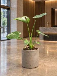 Monstera 'Thai Constellation' 大型植物擺放於香港精品酒店大堂室內空間的情境示意圖 / Monstera 'Thai Constellation' large indoor plant styled in a Hong Kong boutique hotel lobby interior