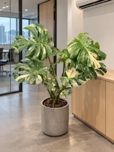 Monstera 'Thai Constellation' 大型植物擺放於香港辦公室室內空間的情境示意圖 / Monstera 'Thai Constellation' large indoor plant styled in a Hong Kong office interior