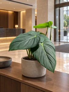 Philodendron 'Dean McDowell' 大型植物擺放於香港精品酒店大堂室內空間的情境示意圖 / Philodendron 'Dean McDowell' large indoor plant styled in a Hong Kong boutique hotel lobby interior
