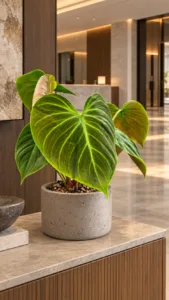 Philodendron 'El Choco Red' 大型植物擺放於香港精品酒店大堂室內空間的情境示意圖 / Philodendron 'El Choco Red' large indoor plant styled in a Hong Kong boutique hotel lobby interior