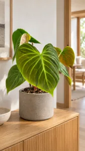 Philodendron 'El Choco Red' 大型植物擺放於日式家居室內空間的情境示意圖 / Philodendron 'El Choco Red' large indoor plant styled in a Japanese home interior