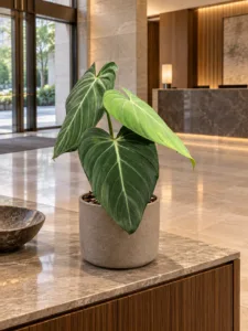 Philodendron 'Glorious' 大型植物擺放於香港精品酒店大堂室內空間的情境示意圖 / Philodendron 'Glorious' large indoor plant styled in a Hong Kong boutique hotel lobby interior