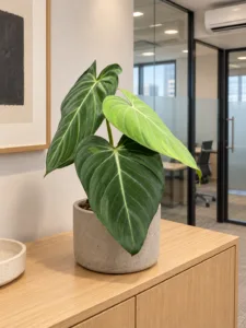 Philodendron 'Glorious' 大型植物擺放於香港辦公室室內空間的情境示意圖 / Philodendron 'Glorious' large indoor plant styled in a Hong Kong office interior