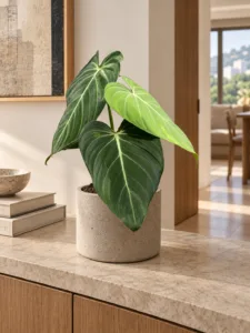 Philodendron 'Glorious' 大型植物擺放於半山輕奢家居室內空間的情境示意圖 / Philodendron 'Glorious' large indoor plant styled in a Mid-Levels quiet-luxury home interior