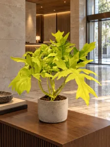 Philodendron warscewiczii 'Aurea Flavum' 大型植物擺放於香港精品酒店大堂室內空間的情境示意圖 / Philodendron warscewiczii 'Aurea Flavum' large indoor plant styled in a Hong Kong boutique hotel lobby interior