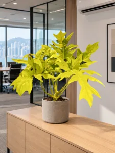 Philodendron warscewiczii 'Aurea Flavum' 大型植物擺放於香港辦公室室內空間的情境示意圖 / Philodendron warscewiczii 'Aurea Flavum' large indoor plant styled in a Hong Kong office interior