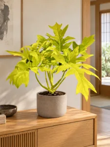 Philodendron warscewiczii 'Aurea Flavum' 大型植物擺放於日式家居室內空間的情境示意圖 / Philodendron warscewiczii 'Aurea Flavum' large indoor plant styled in a Japanese home interior