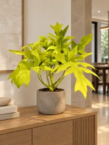Philodendron warscewiczii 'Aurea Flavum' 大型植物擺放於半山輕奢家居室內空間的情境示意圖 / Philodendron warscewiczii 'Aurea Flavum' large indoor plant styled in a Mid-Levels quiet-luxury home interior