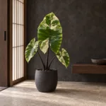Alocasia Black Stem Varieata 大型植物置於日式侘寂玄關的情境示意圖 / Alocasia Black Stem Varieata styled in a Japanese wabi-sabi entryway