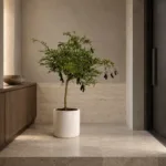 Australian finger lime | Large floor plant 大型植物置於日式侘寂玄關的情境示意圖 / Australian finger lime | Large floor plant styled in a Japanese wabi-sabi entryway