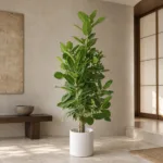 Banyan fig | Large floor plant 大型植物置於日式侘寂玄關的情境示意圖 / Banyan fig | Large floor plant styled in a Japanese wabi-sabi entryway