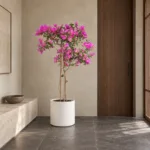Bougainvillea | Large floor plant 大型植物置於日式侘寂玄關的情境示意圖 / Bougainvillea | Large floor plant styled in a Japanese wabi-sabi entryway