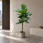 Breadfruit 大型植物置於日式侘寂玄關的情境示意圖 / Breadfruit styled in a Japanese wabi-sabi entryway