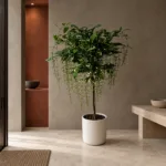 Bridal veil clerodendrum | Large floor plant 大型植物置於日式侘寂玄關的情境示意圖 / Bridal veil clerodendrum | Large floor plant styled in a Japanese wabi-sabi entryway
