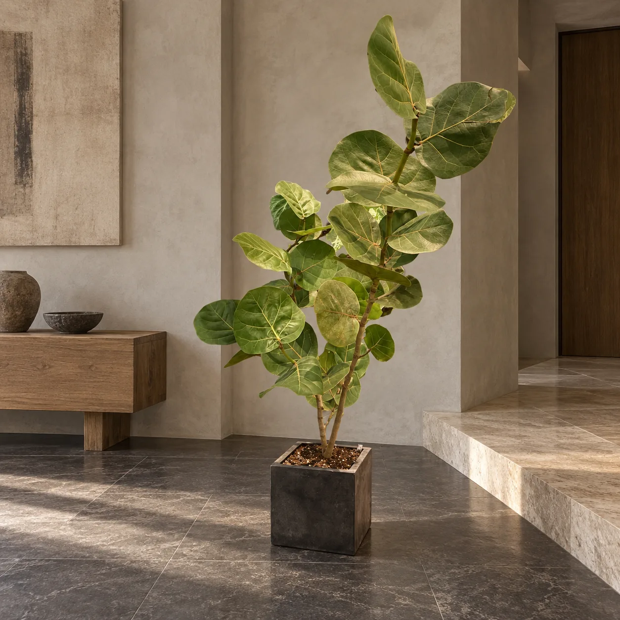Coccoloba uvifera – Japanese wabi-sabi entryway Coccoloba uvifera 大型植物置於日式侘寂玄關的情境示意圖 / Coccoloba uvifera styled in a Japanese wabi-sabi entryway