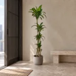 Corn plant 大型植物置於日式侘寂玄關的情境示意圖 / Corn plant styled in a Japanese wabi-sabi entryway