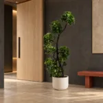 Dwarf umbrella tree | Large floor plant 大型植物置於日式侘寂玄關的情境示意圖 / Dwarf umbrella tree | Large floor plant styled in a Japanese wabi-sabi entryway