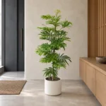 Everfresh / monkey earring tree | Large floor plant 大型植物置於日式侘寂玄關的情境示意圖 / Everfresh / monkey earring tree | Large floor plant styled in a Japanese wabi-sabi entryway