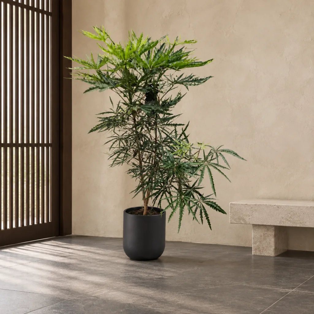False aralia 大型植物置於日式侘寂玄關的情境示意圖 / False aralia styled in a Japanese wabi-sabi entryway