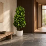 Fukugi tree | Large floor plant 大型植物置於日式侘寂玄關的情境示意圖 / Fukugi tree | Large floor plant styled in a Japanese wabi-sabi entryway