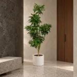 Koto camphor tree | Large floor plant 大型植物置於日式侘寂玄關的情境示意圖 / Koto camphor tree | Large floor plant styled in a Japanese wabi-sabi entryway