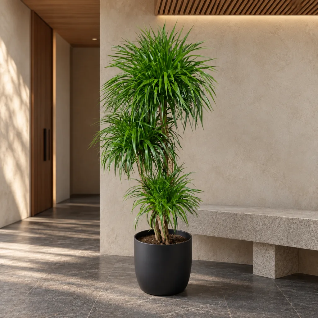 Madagascar dragon tree 大型植物置於日式侘寂玄關的情境示意圖 / Madagascar dragon tree styled in a Japanese wabi-sabi entryway