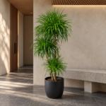 Madagascar dragon tree 大型植物置於日式侘寂玄關的情境示意圖 / Madagascar dragon tree styled in a Japanese wabi-sabi entryway