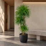Madagascar dragon tree 大型植物置於日式侘寂玄關的情境示意圖 / Madagascar dragon tree styled in a Japanese wabi-sabi entryway