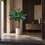 Money tree | Large floor plant 大型植物置於日式侘寂玄關的情境示意圖 / Money tree | Large floor plant styled in a Japanese wabi-sabi entryway