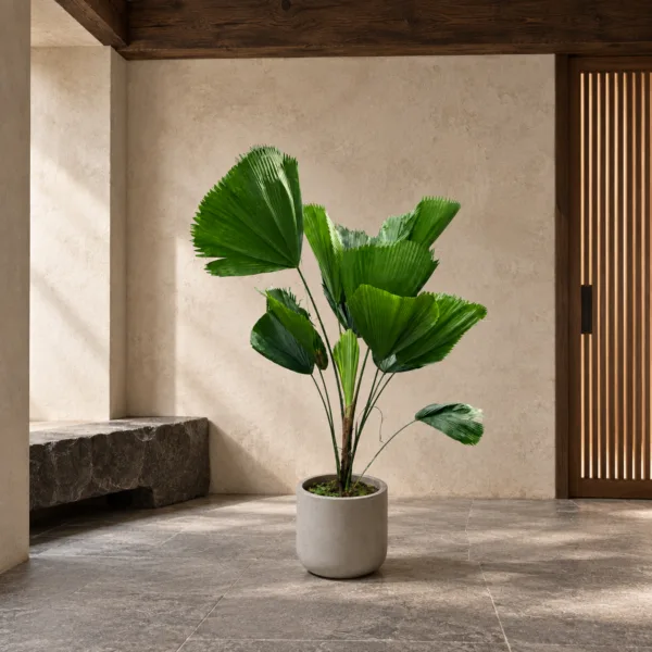 Ruffled fan palm 大型植物置於日式侘寂玄關的情境示意圖 / Ruffled fan palm styled in a Japanese wabi-sabi entryway