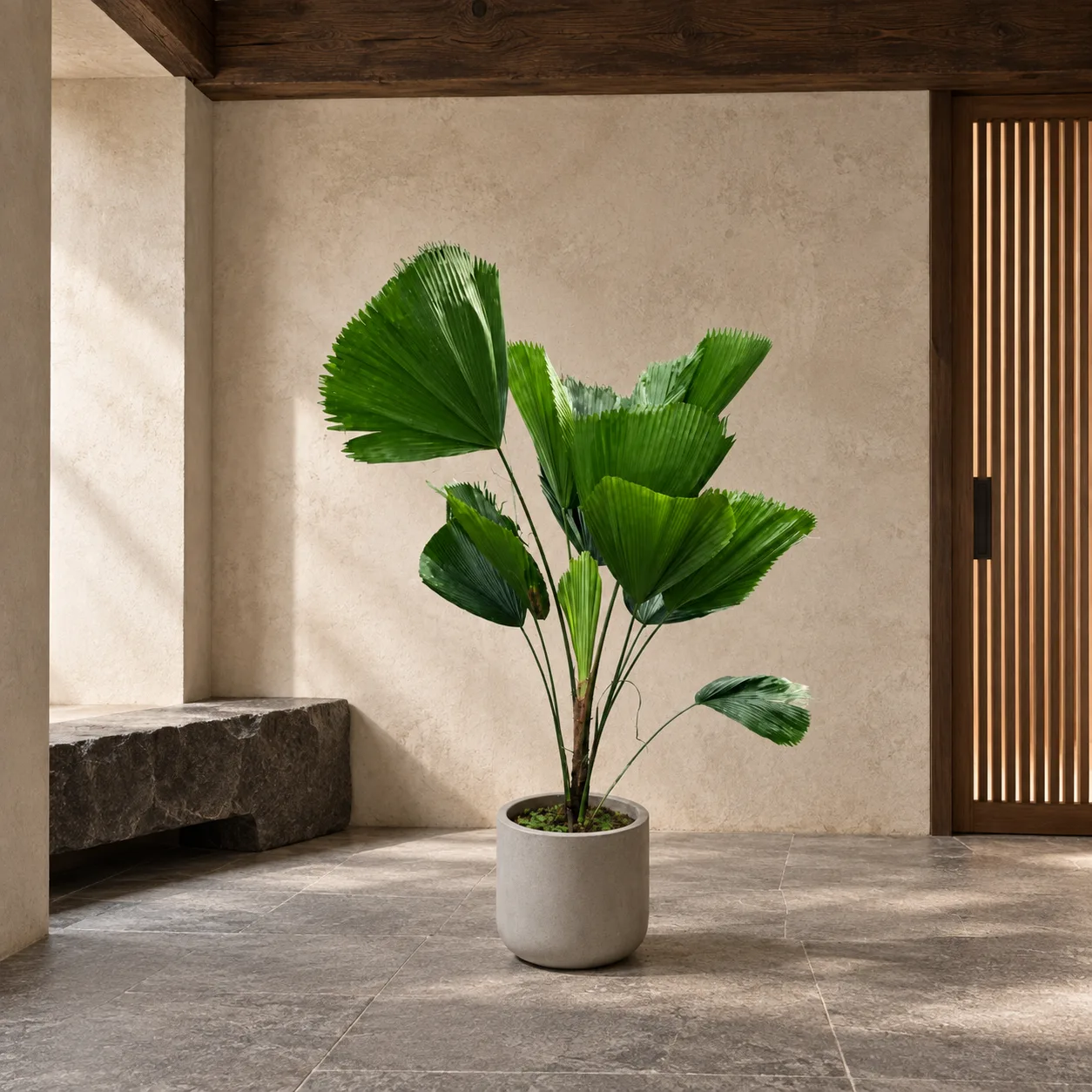 Ruffled fan palm – Japanese wabi-sabi entryway Ruffled fan palm 大型植物置於日式侘寂玄關的情境示意圖 / Ruffled fan palm styled in a Japanese wabi-sabi entryway