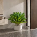 Sago palm | Large floor plant 大型植物置於日式侘寂玄關的情境示意圖 / Sago palm | Large floor plant styled in a Japanese wabi-sabi entryway