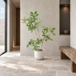 Small-leaf Chinese banyan 大型植物置於日式侘寂玄關的情境示意圖 / Small-leaf Chinese banyan styled in a Japanese wabi-sabi entryway