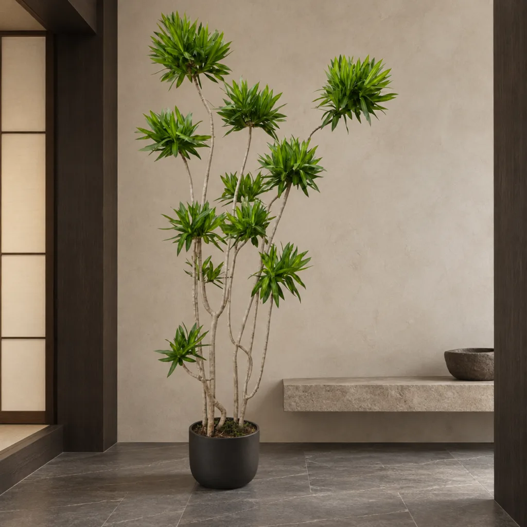 Song of Jamaica dracaena 大型植物置於日式侘寂玄關的情境示意圖 / Song of Jamaica dracaena styled in a Japanese wabi-sabi entryway